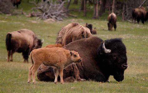 Bison population holds steady in Yellowstone | Yellowstone Gate