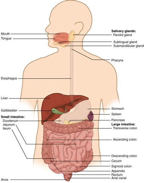 Overview of the Digestive System | Anatomy and Physiology II