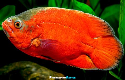 Oscar Fish Care Guide: Tank Setup, Diet, Tank Mates, & More