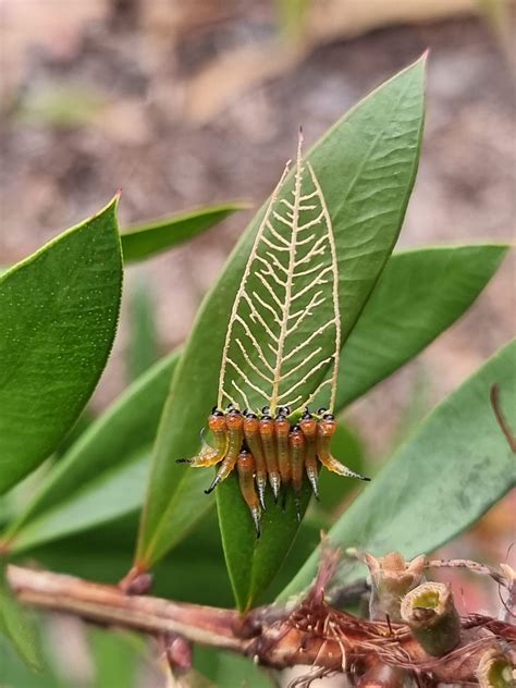 Please help identify, some sort of fly larvae? (Blue Mountains, NSW ...