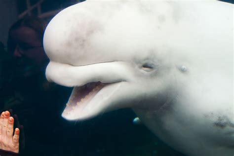 Beluga whale smiles at you :) | Good smile, Beluga whale, Beluga