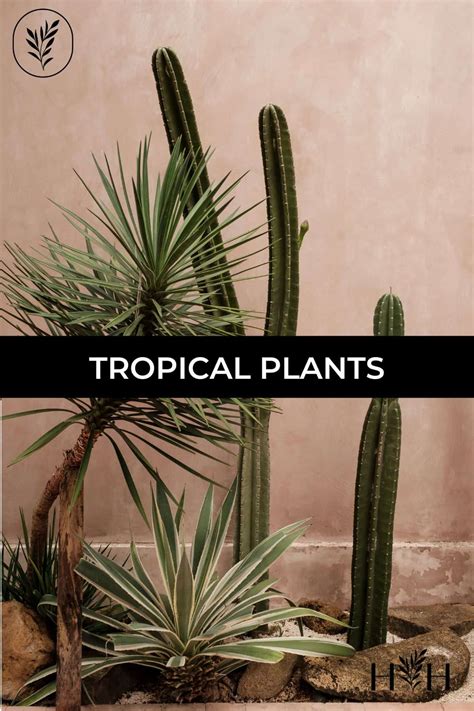 10+ easy tropical plants 🌿 🌺 Ideas for a vibrant, lush indoor garden!