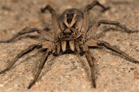 Wolf Spiders In Georgia: Everything You Need To Know - A-Z Animals