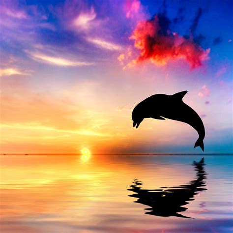 List 92+ Wallpaper How Do Dolphins Jump Out Of The Water Excellent