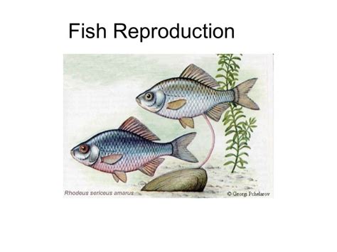 Fish reproduction