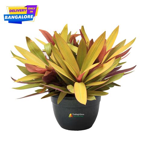 Buy Rhoeo Golden, Rhoeo Spathacea Sitara Gold Plants Shop Bangalore