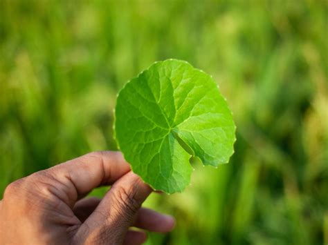 Natural memory tonic, Brahmi: Know how it boosts brain health (and ...