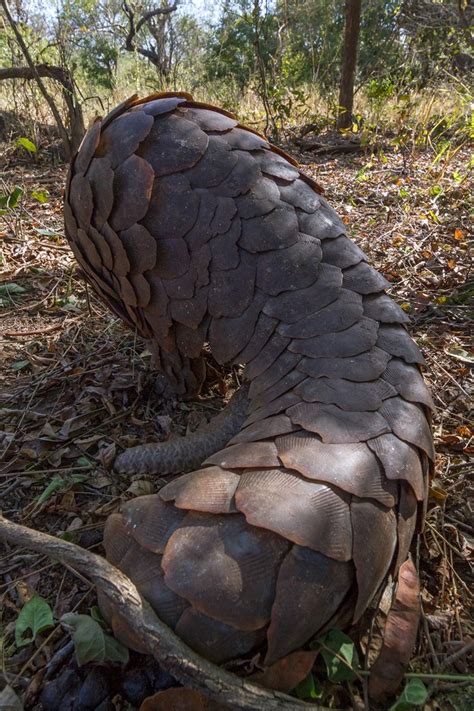 Undercover pangolin rescue ends in two-for-one surprise | Poaching ...