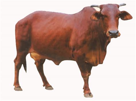 Red Sindhi Breed of Cattle – epashupalan