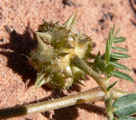 Lista 90+ Foto Hierba Del Diablo (tribulus Terrestris) Actualizar 11/2023