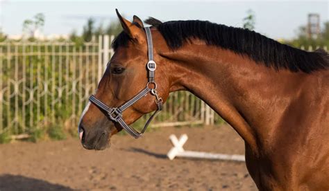 The Hanoverian Horse Breed Profile - Helpful Horse Hints