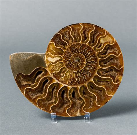 Ammonite Fossil for Sale - Madagascar – Fossil Realm