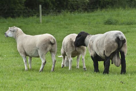 Preparing for the breeding season on sheep farms - Agriland