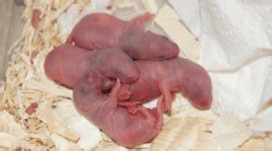 7 Surprising Baby Rat Facts You Probably Didn't Know - Animal Corner