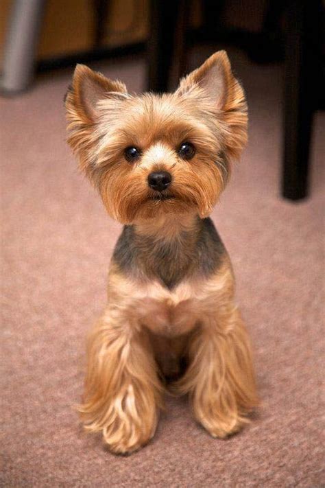 Yorkie Haircuts Pictures - Coolest Yorkshire Terrier Haircuts | Yorkie ...