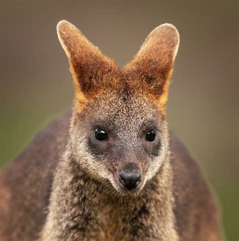 Free Photo | Closeup shot of a baby wallaby with a blurred space