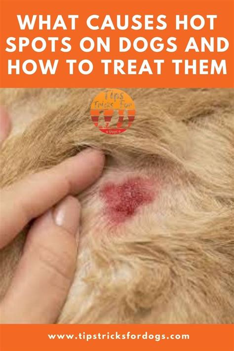 What Causes Hot Spots On Dogs And How To Treat Them? in 2020 | Dog hot ...