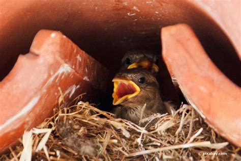 Sparrows Nesting Under The Roof: How To Gently Drive Them Away ...