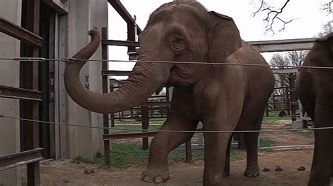 Elephant kills keeper at Springfield, Missouri, zoo - CNN