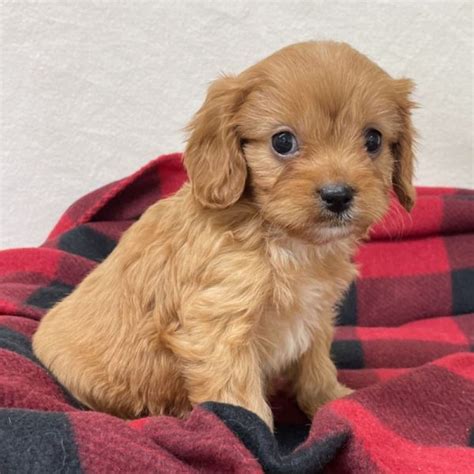 Male F1 Cavapoo Puppy for Sale | ID 6266-BW