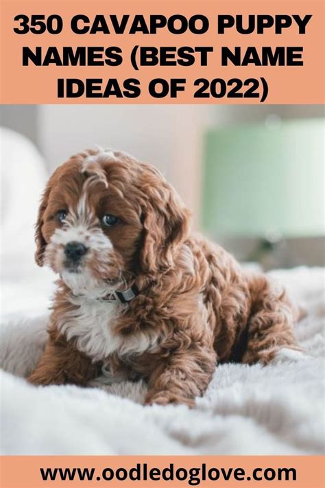 350 Cavapoo Puppy Names (Best Name Ideas of 2022) in 2022 | Cavapoo ...