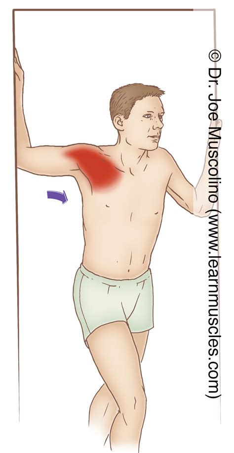 Pectorals Major (Sternocostal Head) Stretching - Learn Muscles