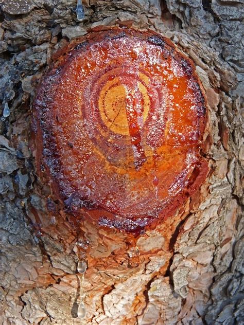 Pinon Pine Resin Pitch Tree Sap firestarter antiseptic waterproofing ...