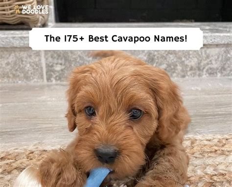 The 175+ Best Cavapoo Names!