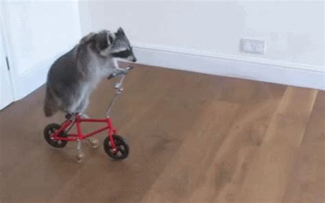 Raccoon Bike GIF - Raccoon Bike Cycling - Discover & Share GIFs