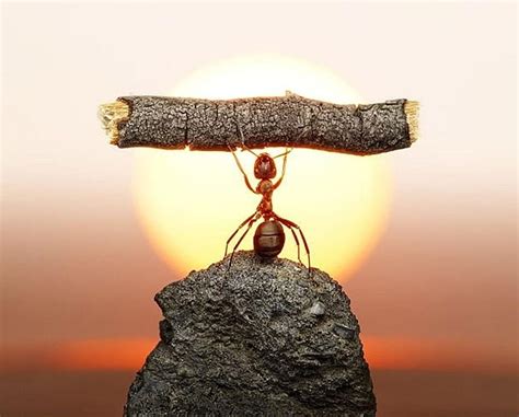 Mighty ant, cute, humor, ant, funny ants, animals, HD wallpaper | Peakpx