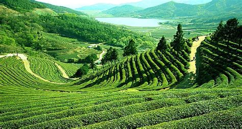 Darjeeling Plantage | Beautiful places to visit, Bangladesh travel ...