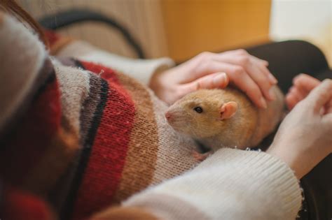 Pet rat behavior: what does it mean? | Small Pet Select