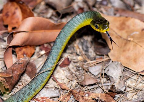 Green Tree Snake | Common Tree Snake | Snake Rescue SC