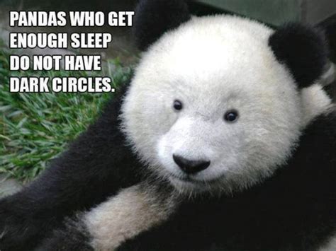 84 Mad Panda Memes - Funny Memes