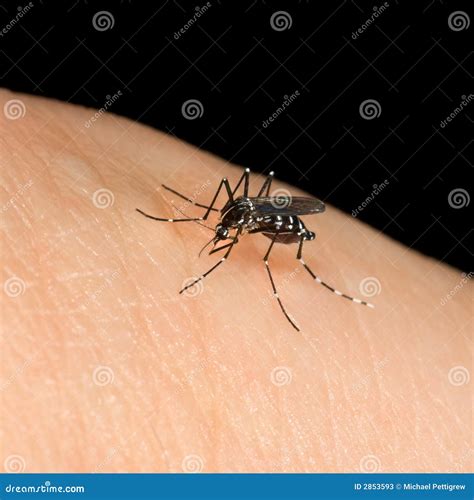 Asian Tiger Mosquito stock image. Image of close, disease - 2853593