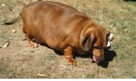 Obie the Obese Dachshund Seeking Diet Plan [VIDEO]