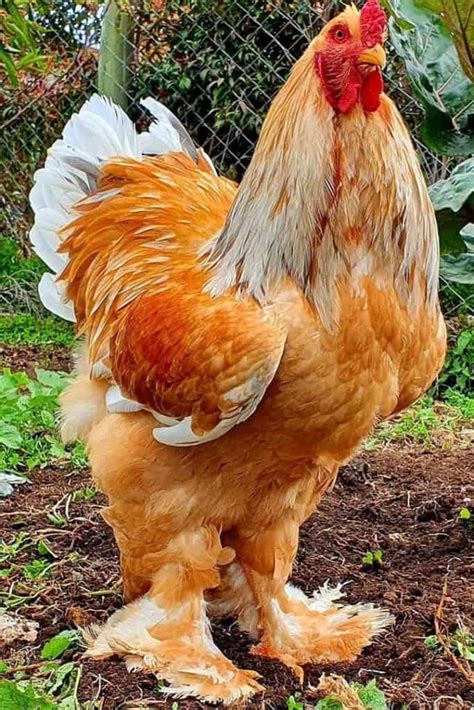 Top 6 Asian Chicken Breeds (with Pictures)