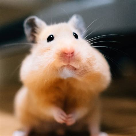 Download Listening Hamster Meme Wallpaper | Wallpapers.com