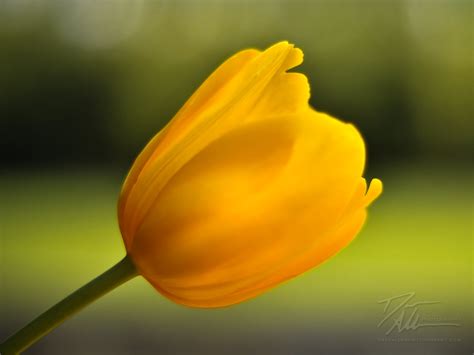 Lovely Yellow Tulip Wallpaper - Colors Wallpaper (34512406) - Fanpop