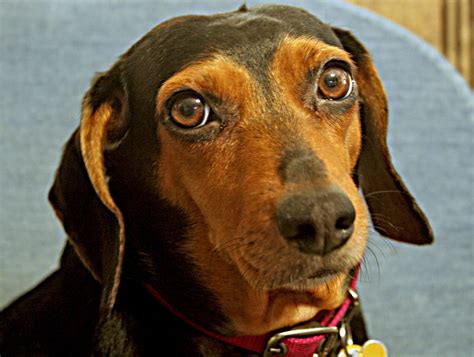 Wiener dog beagle mix. Who could resist those eyes? | Wiener dog, Dogs ...