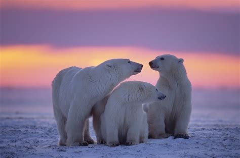 Polar Bear Family Wallpaper,HD Animals Wallpapers,4k Wallpapers,Images ...