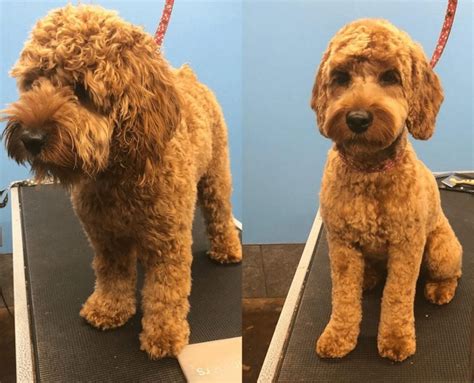 Best Types of Cockapoo Haircuts with Pictures! (2024) - We Love Doodles