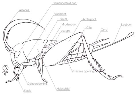 anatomy of a cricket by Horrorest on DeviantArt