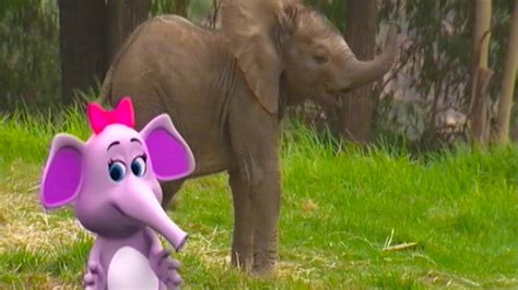 Baby Elephants Song | Learn Animals Songs | From Baby Genius - YouTube