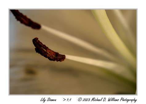 Lily Flower Macros: Lily Flower Macros Here is my first attempt at ...