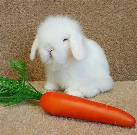 Mini lop babies /adults for sale.. - Cheshire mini lops