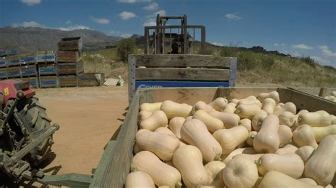 Harvesting Butternut Squash (South Africa) - JP Viljoen Boerdery - YouTube