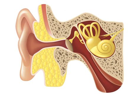 Anatomy Of Ears Popping - Abba Humananatomy