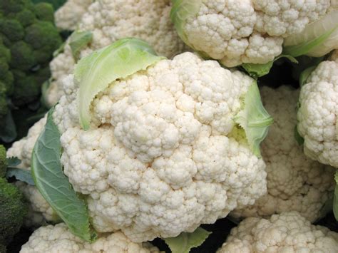 Snowball Y Improved Cauliflower | White Harvest Seed Company