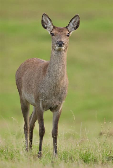 Doe Animal | Wall Trivia